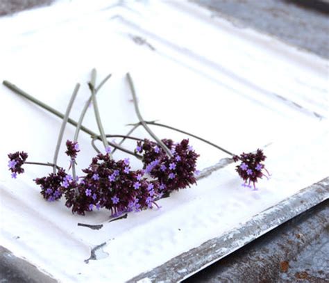 Verbena bonariensis Seeds, Buenos Aires Verbena, Wildflower Garden and ...