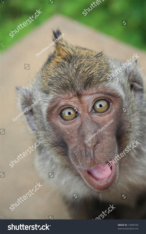 Surprised Monkey Stock Photo 13909705 : Shutterstock