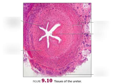 Histology Slide Tissues Of Ureter Diagram Diagram Quizlet