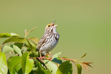 How to Identify Bird Calls | Martha Stewart