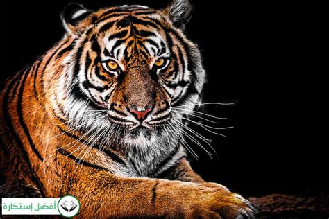 Seeing Tiger in Dream Islam: What Does Dreaming of Tiger Means in Islam? | Best Istikhara