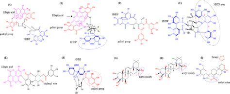 Ellagitannins Pentacyclic Triterpenes And A Diterpene Were Download Scientific Diagram