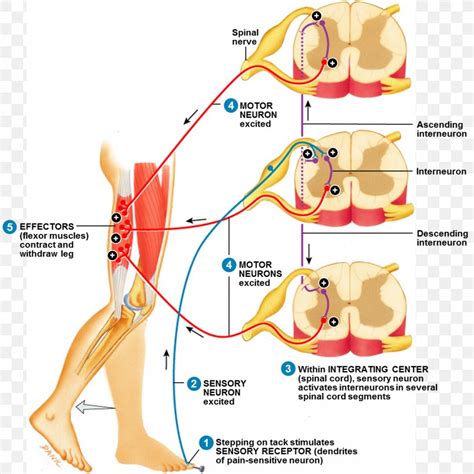 Withdrawal Reflex Spinal Cord Reflex Arc Spinal Nerve, PNG, 1105x1106px ...