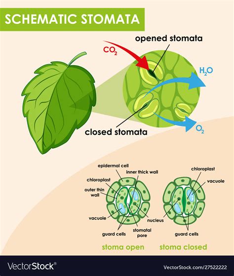 What Is The Function Of Plant Stomata