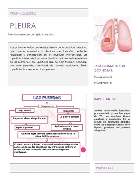 Histologia De Pleura Y Drenaje Pleural Pdf Pulmón Tórax Anatomía