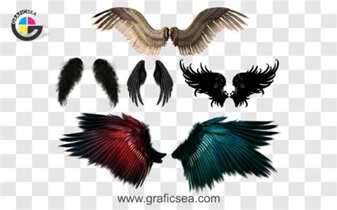 Different Type Bird Wings PNG Images Free Download | Graficsea