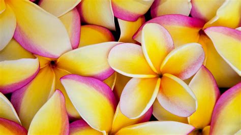 Plumeria Flowers In Hawaii Bing Gallery