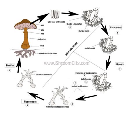 The Mushroom Life Cycle - Let's Grow Together!