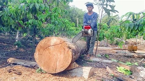 PROSES MEMBELAH KAYU BESAR UNTUK MATERIAL RUMAH MENGGUNAKAN CHAINSAW