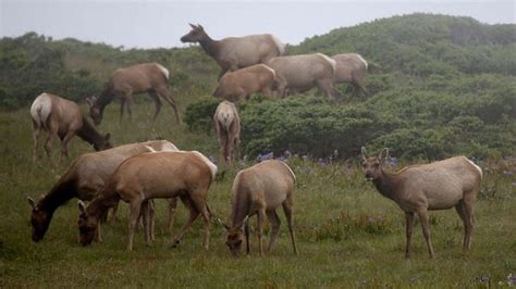 Crippling Elk Hoof Disease Still Spreading In Washington