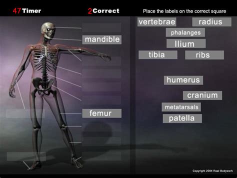 anatomy game skeleton - Real Bodywork