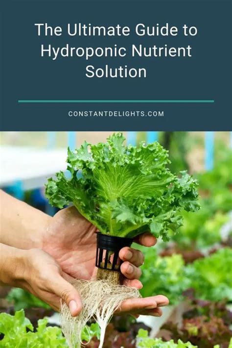 The Ultimate Guide To Hydroponic Nutrient Solution