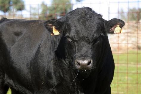 Razas ganaderas que son tendencia en España EFEAgro