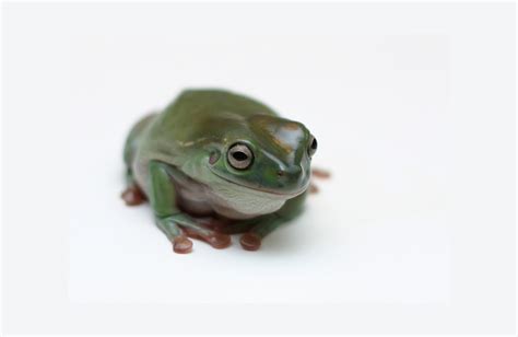 White's Tree Frog Caresheet Care Guide - Reptile Cymru