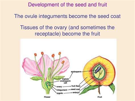 Ppt Flowering Plant Reproduction Powerpoint Presentation Free