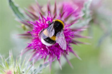 8 Popular Flowers for a Bee Garden - LearnBees