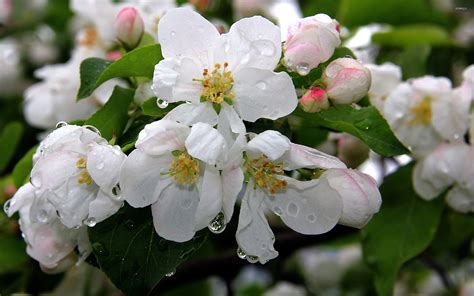 Яблоня Благая Весть Фото – Telegraph