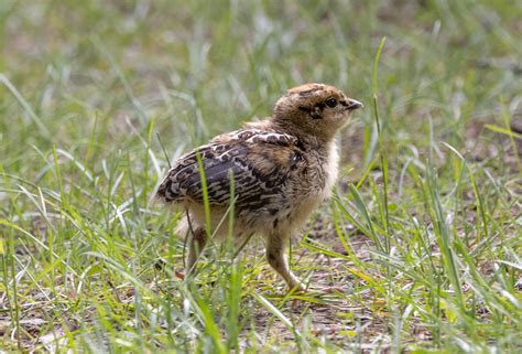 Spruce Grouse Chick Following Mommy Laura Erickson Flickr