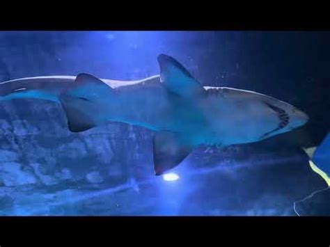 Shark Close Encounter YouTube