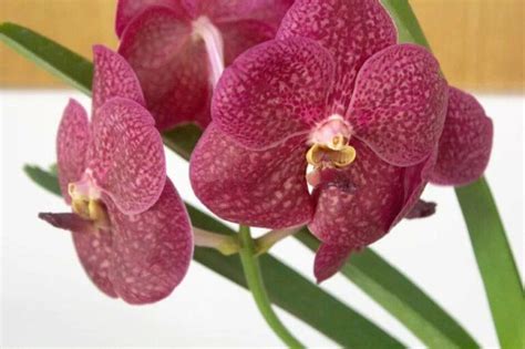 Orchidée Cambria Guide 1 de son Entretien