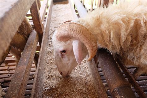 Ternyata Satu Hewan Kurban Domba Atau Kambing Bisa Diniatkan Pahalanya