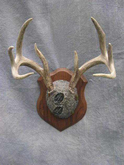 Plaque Deer Antlers Deer Antler Mount Whitetail Deer