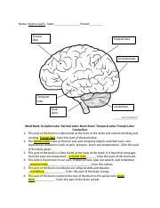 Brain Sections Worksheet Docx Name Ayanna Lyons Date Period