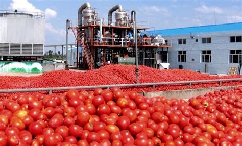 Tomate Industrielle Croissance De La Production De 17 En 2021