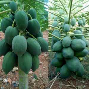 Papaya Cultivation Guide How To Start A Papaya Plantation In India