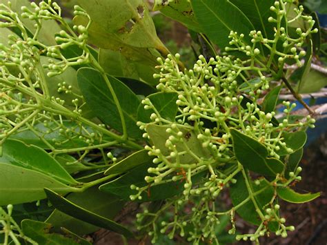 Syzygium Mimicum Myrtaceae Image At Phytoimages Siu Edu