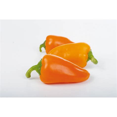 Grow By Obi Snackpaprika Orange Topf Ca Cm Capsicum Annuum