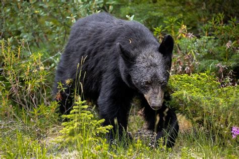 Woman Follows Bear Into The Forest After It Unexpectedly Approaches Her