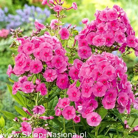 Floks Phlox P Omyk Wiechowaty Cosmopolitan Du A Paczka