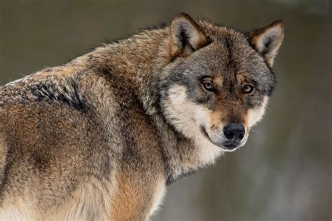 Wolf En Wolvin In Nederland Alles Over Het Begin Van Een Roedel De