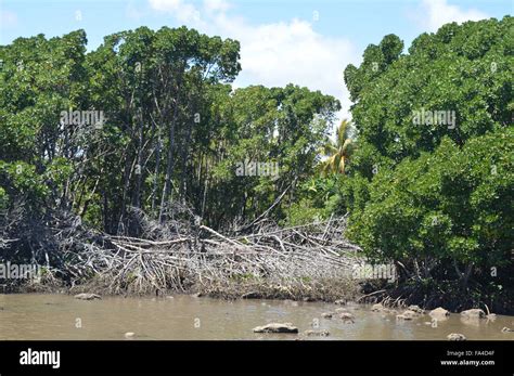 Mangroven Sumpf Fotos Und Bildmaterial In Hoher Aufl Sung Alamy