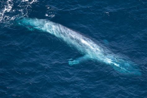 Biggest Whale Ever Recorded American Oceans