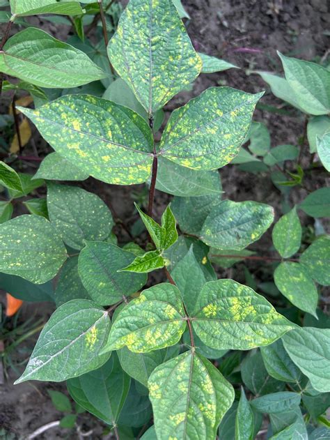 Yellow Spots on Bean Leaves - Reasons and Treatment
