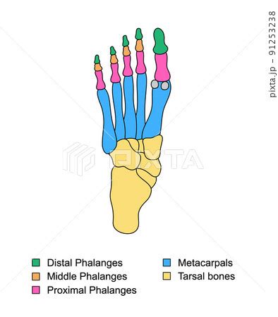 foot bones anatomy  descriptions  pixta