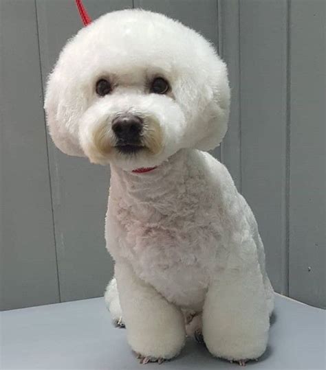 20 best bichon frise haircuts for your puppy – Artofit