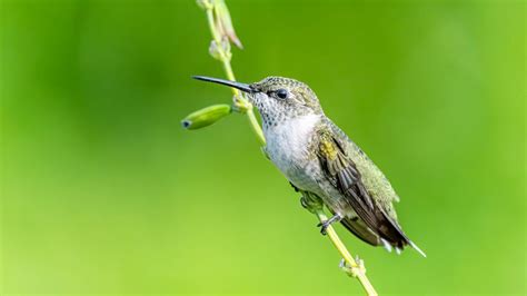 The Importance of Preserving Hummingbirds in Their Natural Habitat – Nature Blog Network