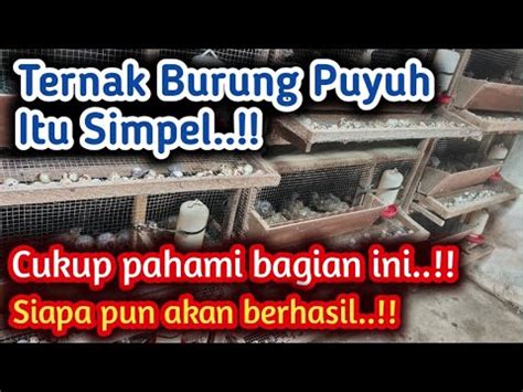 Beternak Burung Puyuh Itu Simpel Siapa Pun Pasti Berhasil