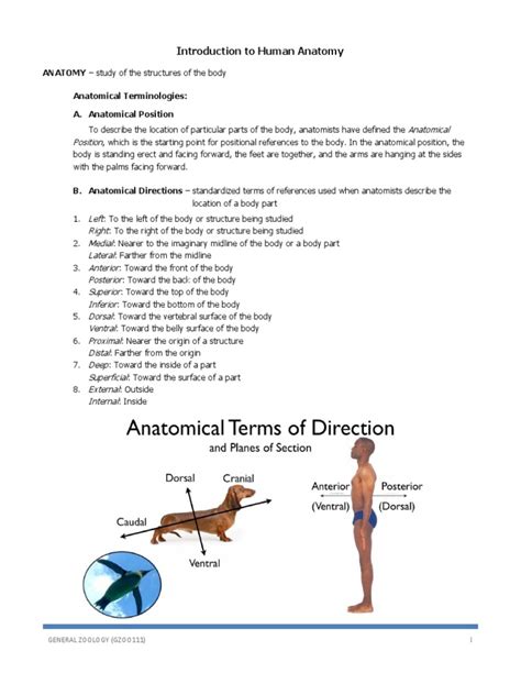 Anatomical Terms | PDF | Anatomical Terms Of Location | Anatomy