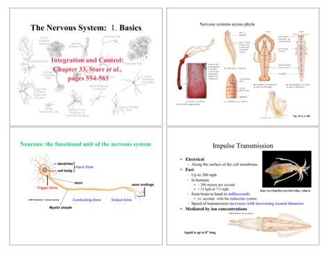 The Nervous System 1 Basics