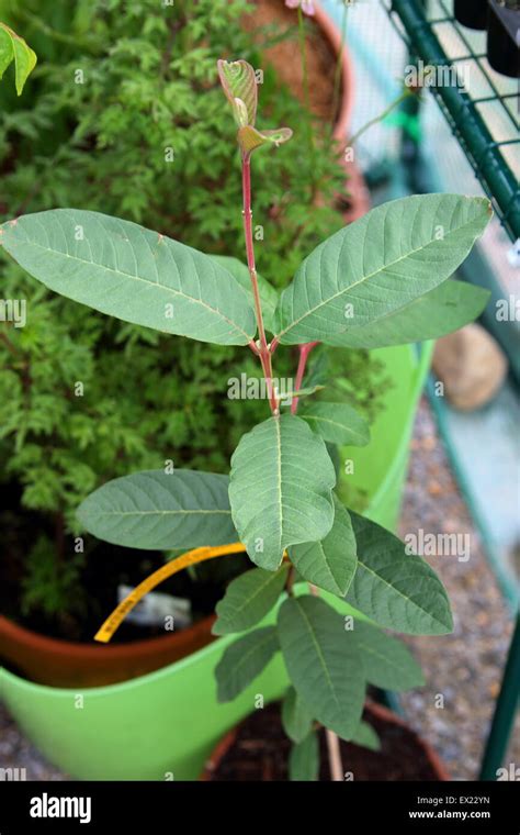 Growing Guava Or Known As Psidium Guajava In A Pot Stock Photo Alamy