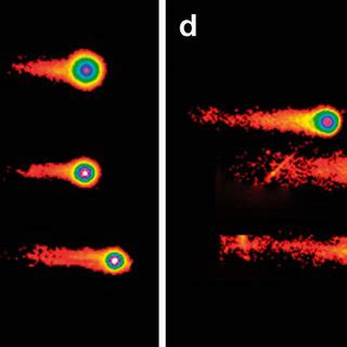 Single Cell Alkaline Comet Assay Gel Electrophoresis Of Fresh And