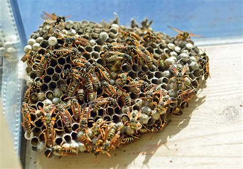 Bee Hornet And Wasp Removal In Ohio Prevent Pest Control