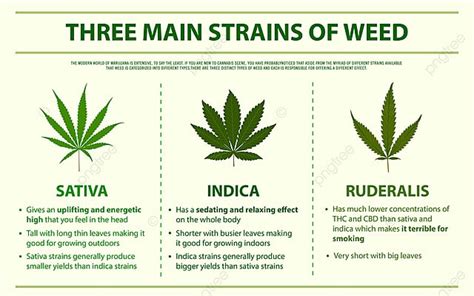 Three Main Strains Of Weed Horizontal Infographic Illustration About