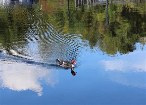 Free Images Nature Lake River Pond Wildlife Wild Reflection