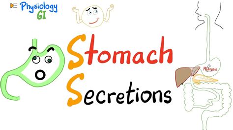 What Your Stomach Makes Gastric Secretions Hcl Pepsin Gastrin