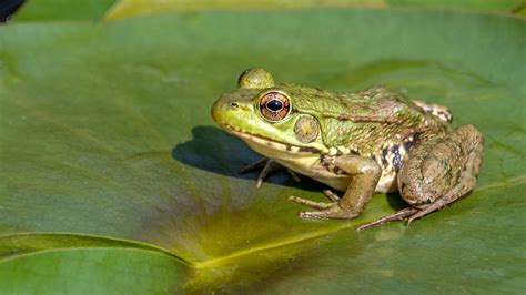 Female frogs fake their own deaths to avoid unwanted male interaction ...